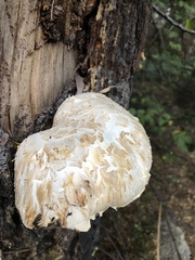 Neolentinus ponderosus