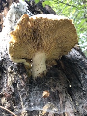 Neolentinus ponderosus