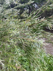 Melaleuca paludicola