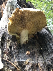 Neolentinus ponderosus
