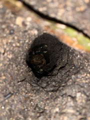 Euastacus urospinosus