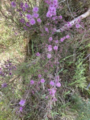 Kunzea parvifolia