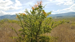 Psittacanthus schiedeanus
