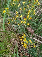 Senecio polyanthemoides
