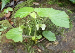 Begonia hirtella