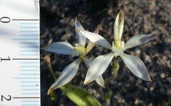 Caladenia marginata