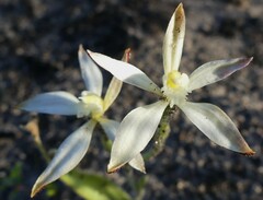 Caladenia marginata
