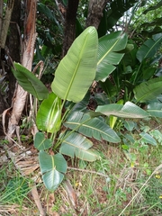 Strelitzia