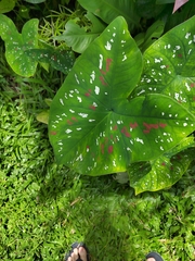 Caladium bicolor