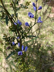 Comesperma