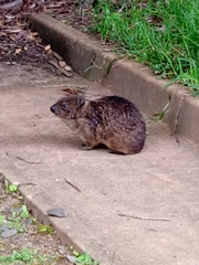 Procavia capensis
