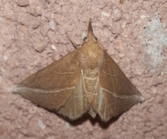 Phyprosopus callitrichoides