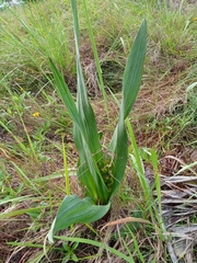 Hypoxis colchicifolia