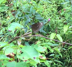 Euploea core graminifera