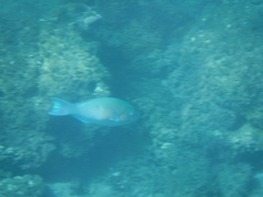 Scarus ghobban