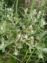 Helichrysum panduratum