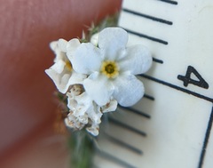 Cryptantha decipiens