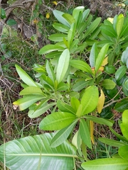 Voacanga thouarsii