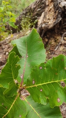 Curatella americana