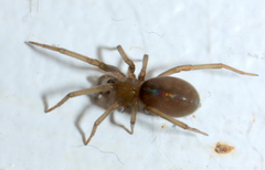 Phyxelididae