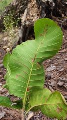 Curatella americana