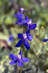 Delphinium glaucum