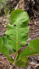 Curatella americana