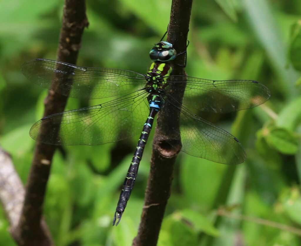 Highland Darner
