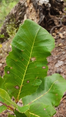 Curatella americana
