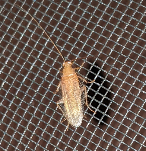 Smooth Cockroach