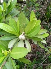 Voacanga thouarsii