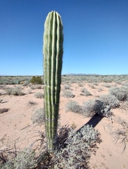 Pachycereus pringlei