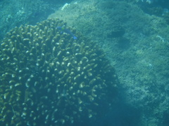 Thalassoma lucasanum
