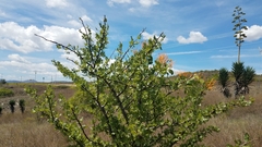 Psittacanthus schiedeanus