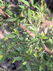 Leptospermum macrocarpum