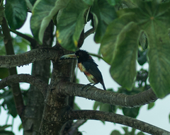 Pteroglossus torquatus