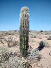 Pachycereus pringlei