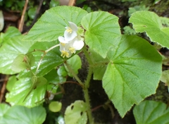 Begonia hirtella