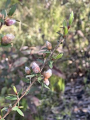 Leptospermum macrocarpum