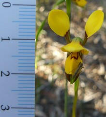 Diuris concinna