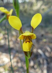 Diuris concinna