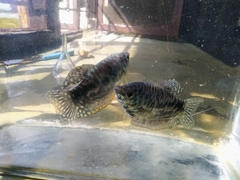 Trichopodus trichopterus