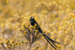 Euplectes psammacromius