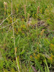 Plantago alpina