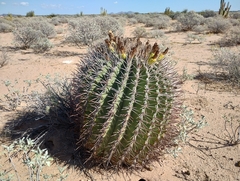 Ferocactus emoryi