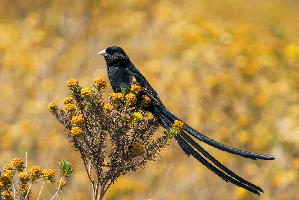 Montane Widowbird