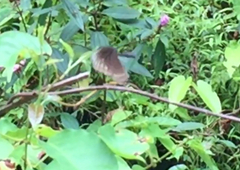 Euploea core graminifera