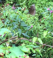 Euploea core graminifera