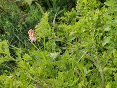 Vicia orobus