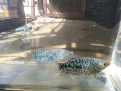 Trichopodus trichopterus